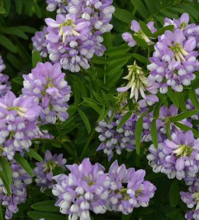 Galega officinalis - Galega, Arruda Caprária, Arruda de Cabra, Arruda-Caprária, Goat's Rue - Imagem 7