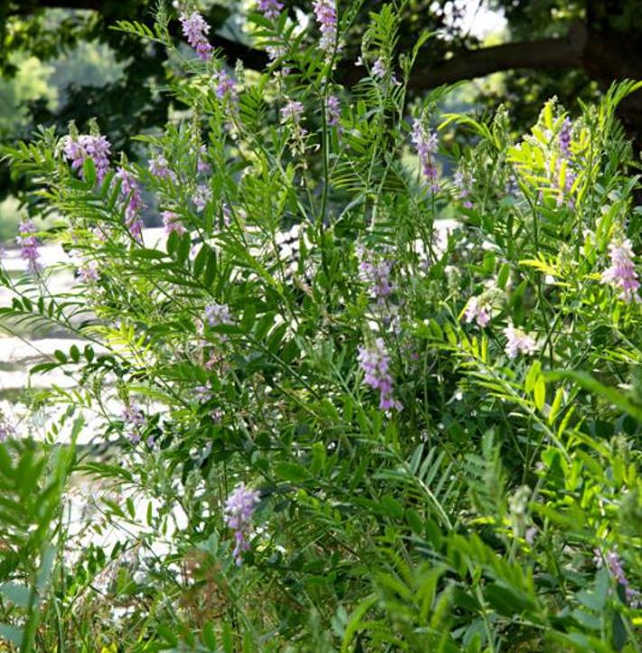 Galega officinalis - Galega, Arruda Caprária, Arruda de Cabra, Arruda-Caprária, Goat's Rue - Imagem 8