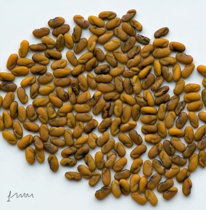 Galega officinalis - Galega, Arruda Caprária, Arruda de Cabra, Arruda-Caprária, Goat's Rue - Imagem 9