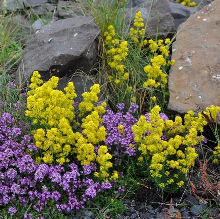 Galium verum subsp. Verum - Erva Coalheira, Erva do coalho, Coalho De Queijo, Gálio, Ladys Bedstraw - Imagem 4