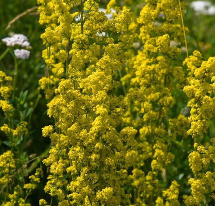 Galium verum subsp. Verum - Erva Coalheira, Erva do coalho, Coalho De Queijo, Gálio, Ladys Bedstraw - Imagem 5