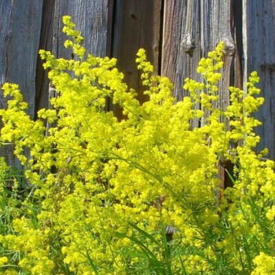 Galium verum subsp. Verum - Erva Coalheira, Erva do coalho, Coalho De Queijo, Gálio, Ladys Bedstraw