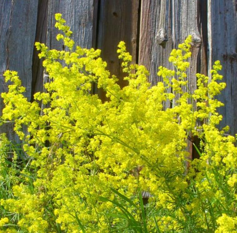 Galium verum subsp. Verum - Erva Coalheira, Erva do coalho, Coalho De Queijo, Gálio, Ladys Bedstraw
