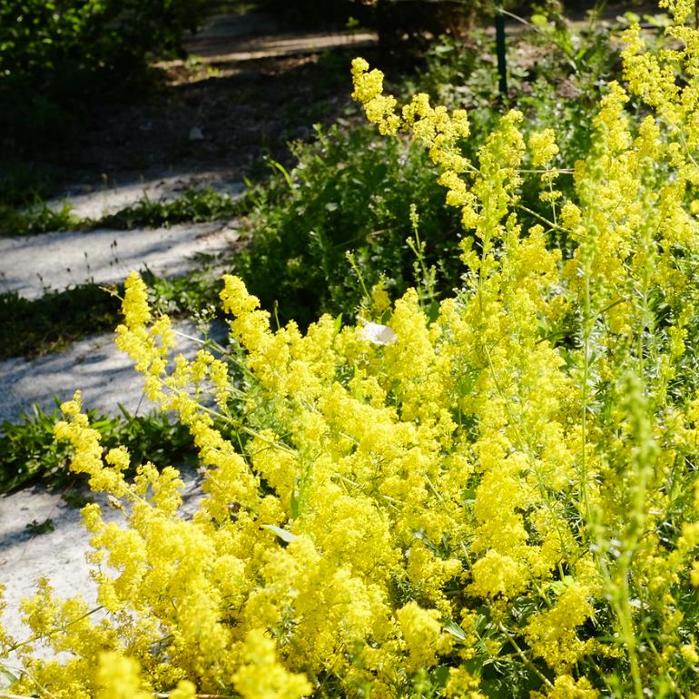 Galium verum subsp. Verum - Erva Coalheira, Erva do coalho, Coalho De Queijo, Gálio, Ladys Bedstraw - Imagem 6