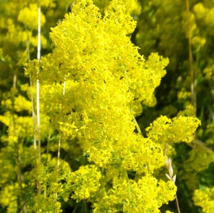 Galium verum subsp. Verum - Erva Coalheira, Erva do coalho, Coalho De Queijo, Gálio, Ladys Bedstraw - Imagem 7
