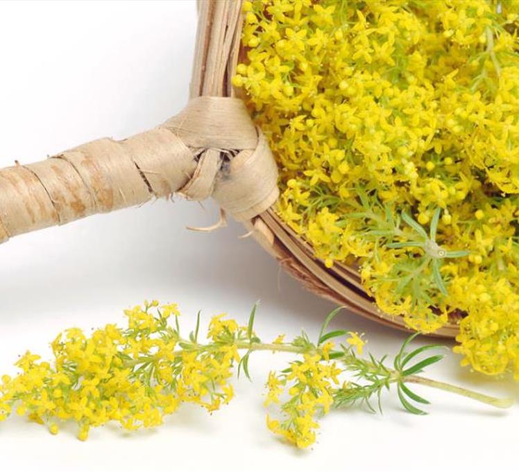 Galium verum subsp. Verum - Erva Coalheira, Erva do coalho, Coalho De Queijo, Gálio, Ladys Bedstraw - Imagem 8