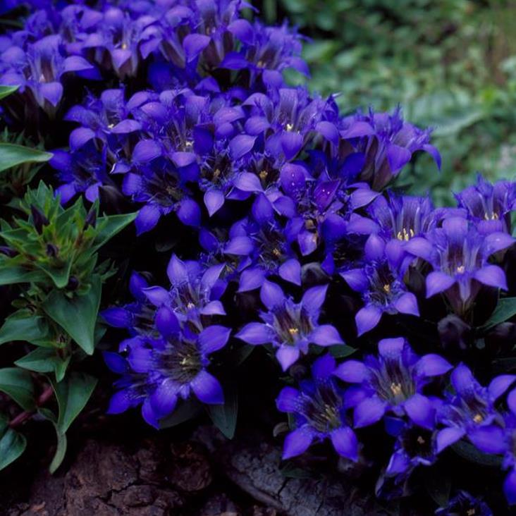 Gentiana septemfida var. lagodechiana - Genciana de Verão, Genciana com Crista, Summer Gentian, Crested Gentian