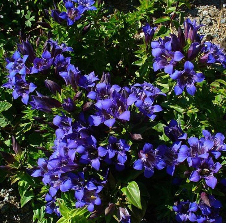 Gentiana septemfida var. lagodechiana - Genciana de Verão, Genciana com Crista, Summer Gentian, Crested Gentian - Imagem 2