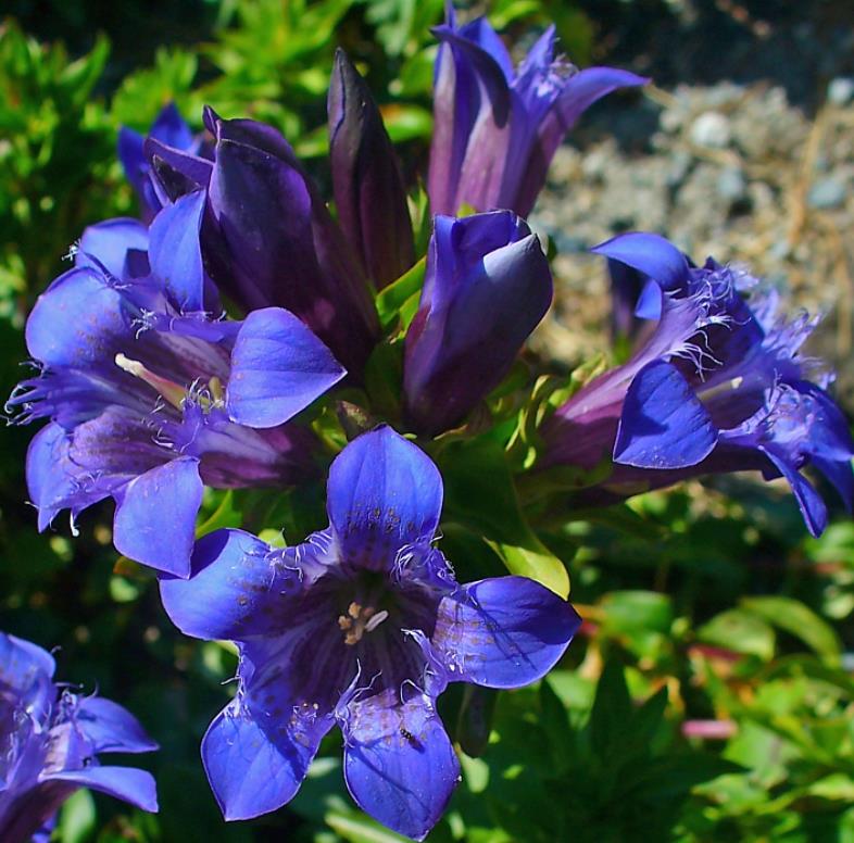 Gentiana septemfida var. lagodechiana - Genciana de Verão, Genciana com Crista, Summer Gentian, Crested Gentian - Imagem 3