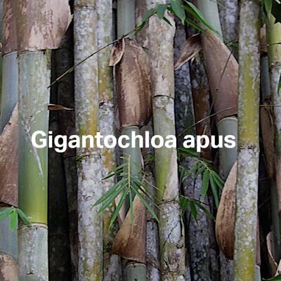 Gigantochloa apus - Bambu Gigante Tabashir, Bambu Tali, Giant Tabashir Bamboo
