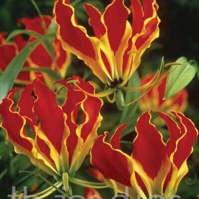 GLORIOSA ROTHSCHILDIANA - TREPADEIRA LIRIO - GARRAS DE TIGRE