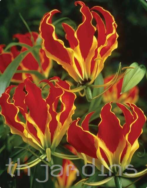 GLORIOSA ROTHSCHILDIANA - TREPADEIRA LIRIO - GARRAS DE TIGRE