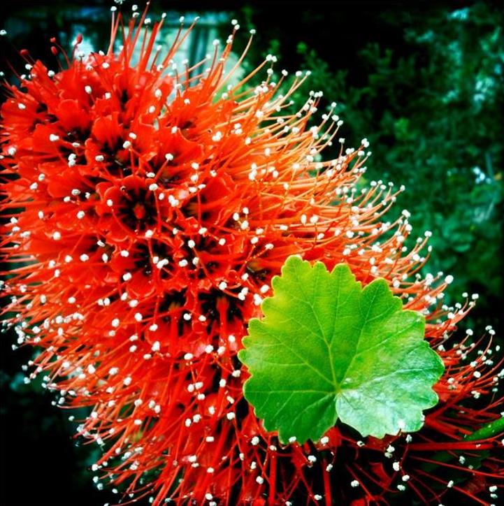Greyia sutherlandii - Escova de Garrafa Sul Africana, Mamadeira de Natal, Natal Botlebrush, Pincel de - Imagem 2