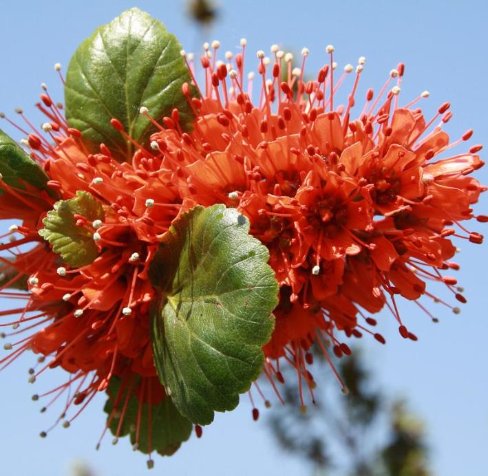 Greyia sutherlandii - Escova de Garrafa Sul Africana, Mamadeira de Natal, Natal Botlebrush, Pincel de - Imagem 3