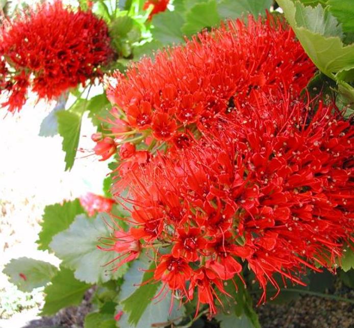 Greyia sutherlandii - Escova de Garrafa Sul Africana, Mamadeira de Natal, Natal Botlebrush, Pincel de - Imagem 4