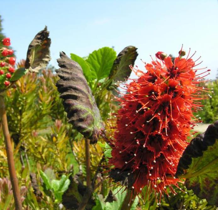 Greyia sutherlandii - Escova de Garrafa Sul Africana, Mamadeira de Natal, Natal Botlebrush, Pincel de - Imagem 5