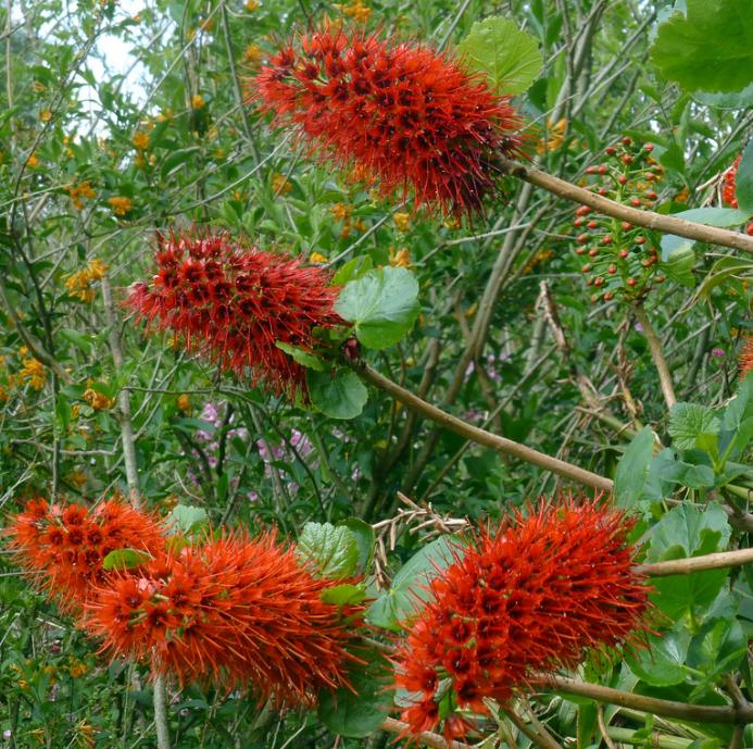 Greyia sutherlandii - Escova de Garrafa Sul Africana, Mamadeira de Natal, Natal Botlebrush, Pincel de - Imagem 6