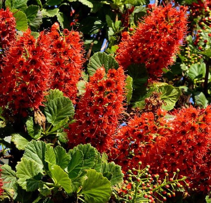 Greyia sutherlandii - Escova de Garrafa Sul Africana, Mamadeira de Natal, Natal Botlebrush, Pincel de - Imagem 7
