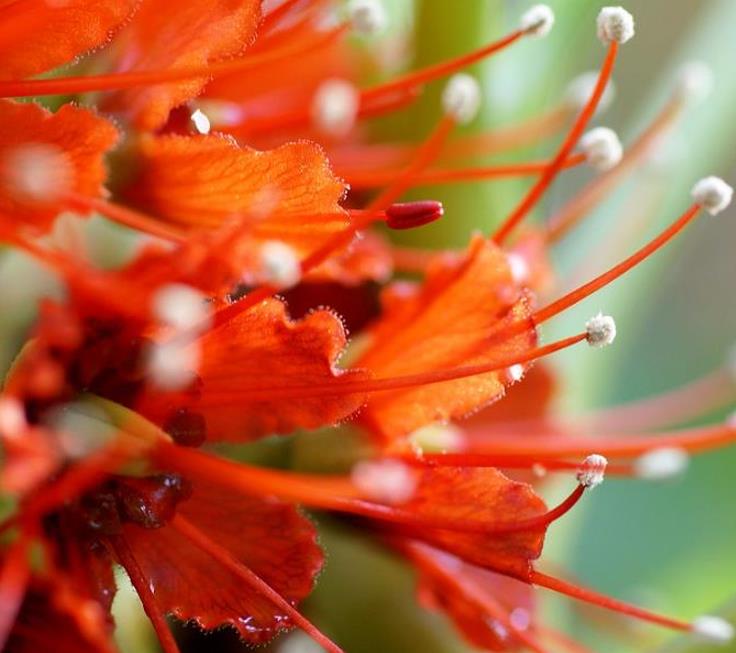 Greyia sutherlandii - Escova de Garrafa Sul Africana, Mamadeira de Natal, Natal Botlebrush, Pincel de - Imagem 9