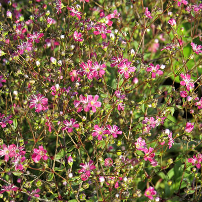 Gypsophila elegans 'Kermesina' - Mosquitinho de Bebê, Véu de Noiva, Branquinha, Cravo do Amor