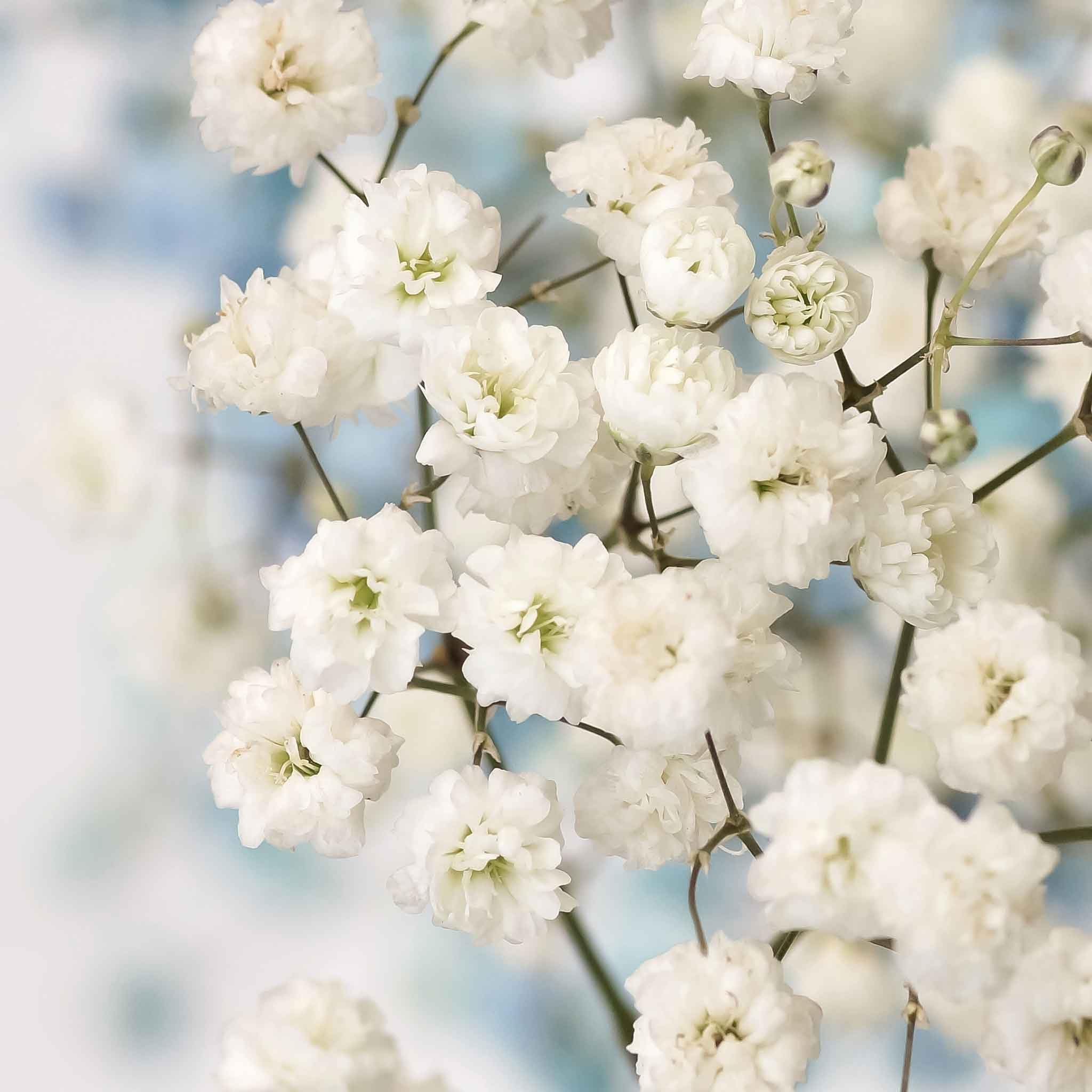 Gypsophila paniculata 'Flocon de Neige' Double - Mosquitinho, Véu de Noiva, Branquinha, Cravo de Amor - Imagem 4