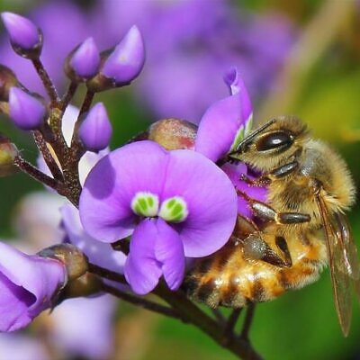 Hardenbergia comptoniana - Wisteria Australiana, Salsaparilha Selvagem, Trepadeira Falsa Sarsaparilla