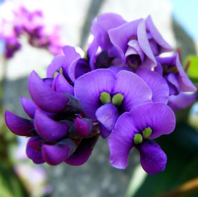 Hardenbergia comptoniana - Wisteria Australiana, Salsaparilha Selvagem, Trepadeira Falsa Sarsaparilla - Imagem 2