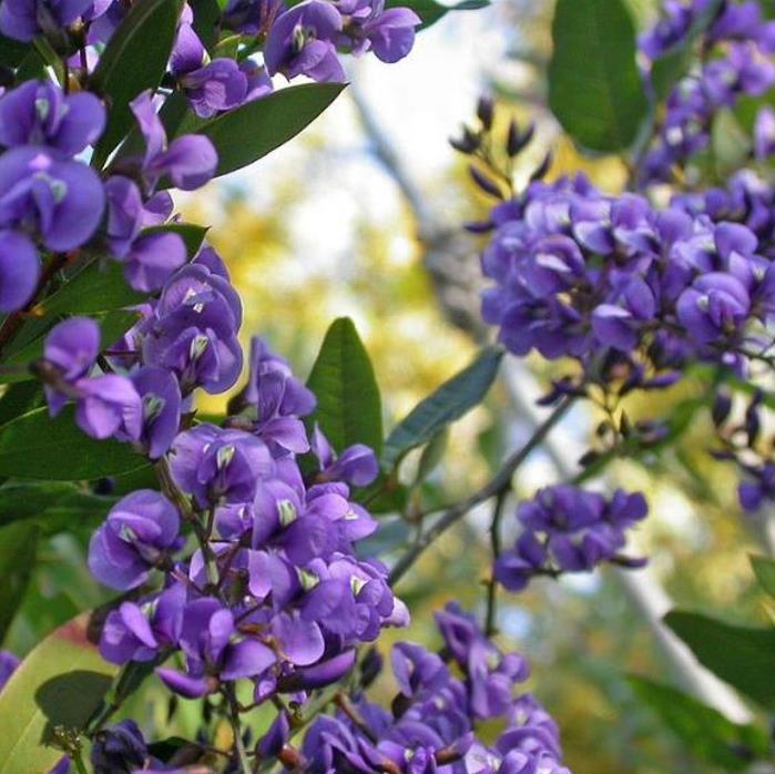 Hardenbergia comptoniana - Wisteria Australiana, Salsaparilha Selvagem, Trepadeira Falsa Sarsaparilla - Imagem 3
