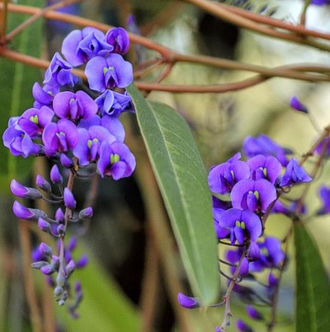 Hardenbergia comptoniana - Wisteria Australiana, Salsaparilha Selvagem, Trepadeira Falsa Sarsaparilla - Imagem 4