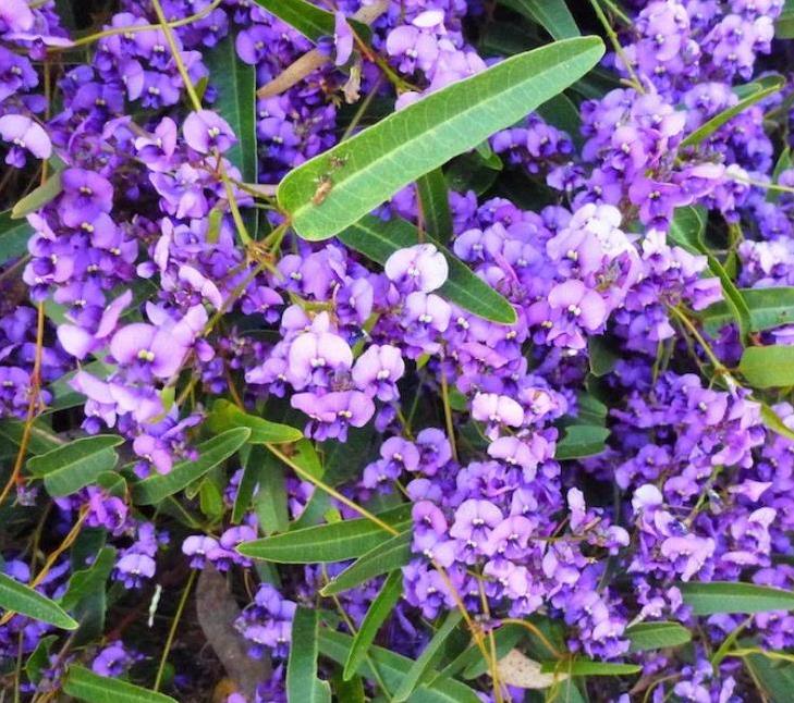 Hardenbergia comptoniana - Wisteria Australiana, Salsaparilha Selvagem, Trepadeira Falsa Sarsaparilla - Imagem 5