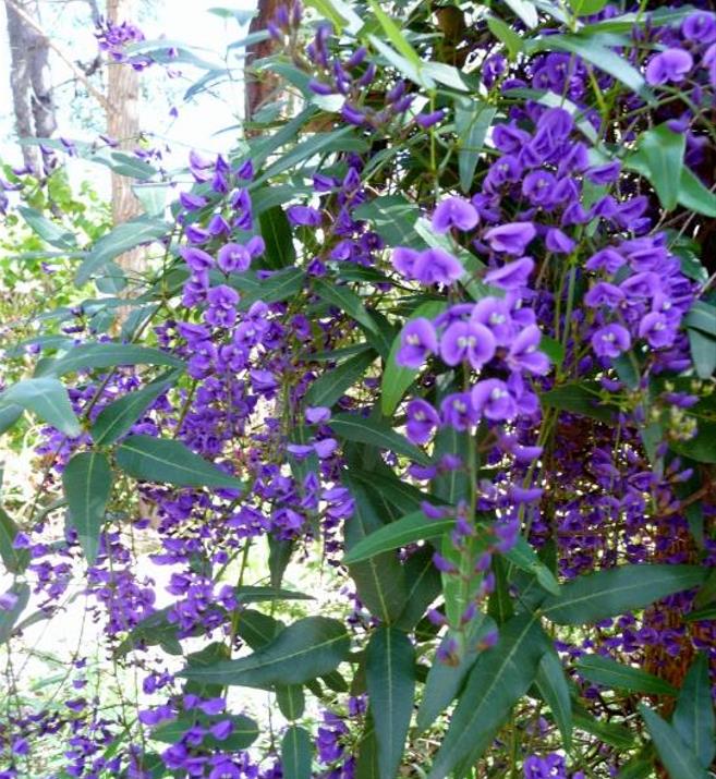 Hardenbergia comptoniana - Wisteria Australiana, Salsaparilha Selvagem, Trepadeira Falsa Sarsaparilla - Imagem 7