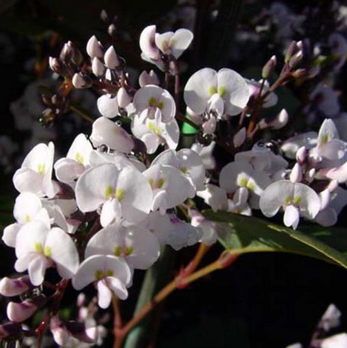 Hardenbergia violacea Alba - Trepadeira Andarilho Branco, Wisteria Branca Australiana, Salsaparilha Selvagem - Imagem 2