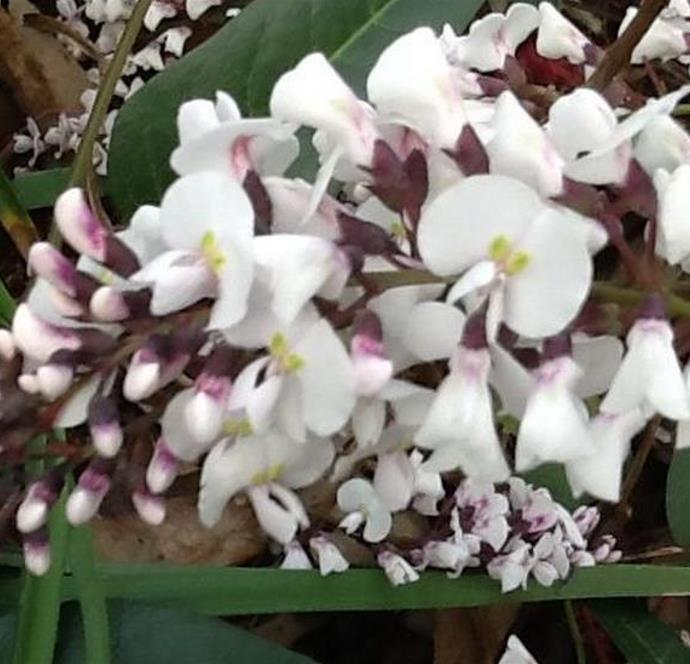 Hardenbergia violacea Alba - Trepadeira Andarilho Branco, Wisteria Branca Australiana, Salsaparilha Selvagem - Imagem 3