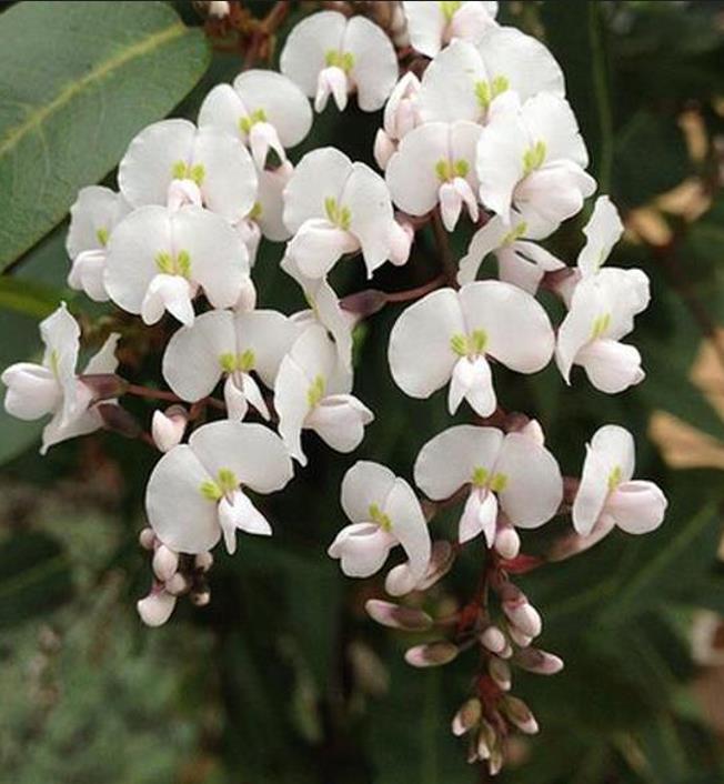 Hardenbergia violacea Alba - Trepadeira Andarilho Branco, Wisteria Branca Australiana, Salsaparilha Selvagem - Imagem 4