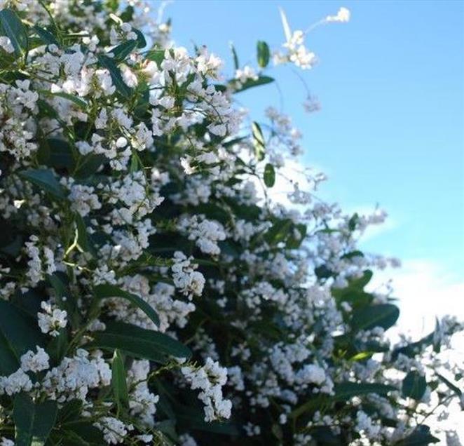 Hardenbergia violacea Alba - Trepadeira Andarilho Branco, Wisteria Branca Australiana, Salsaparilha Selvagem - Imagem 5
