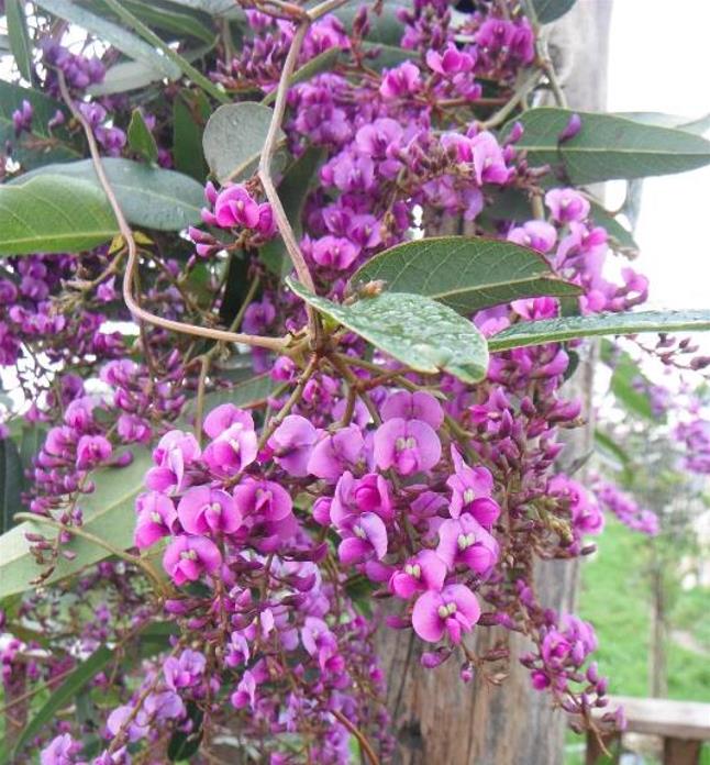 Hardenbergia violacea Rosea - Wisteria Australiana Rosa, Salsaparilha Selvagem Rosa, Andarilho Rosa - Imagem 2