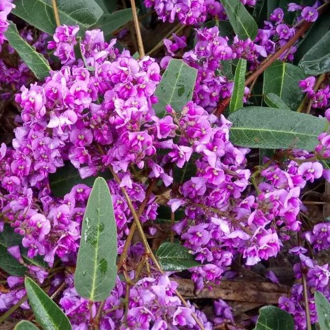 Hardenbergia violacea Rosea - Wisteria Australiana Rosa, Salsaparilha Selvagem Rosa, Andarilho Rosa - Imagem 3