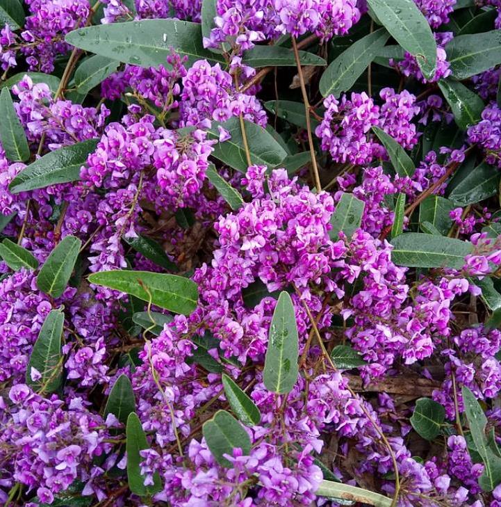 Hardenbergia violacea Rosea - Wisteria Australiana Rosa, Salsaparilha Selvagem Rosa, Andarilho Rosa - Imagem 4