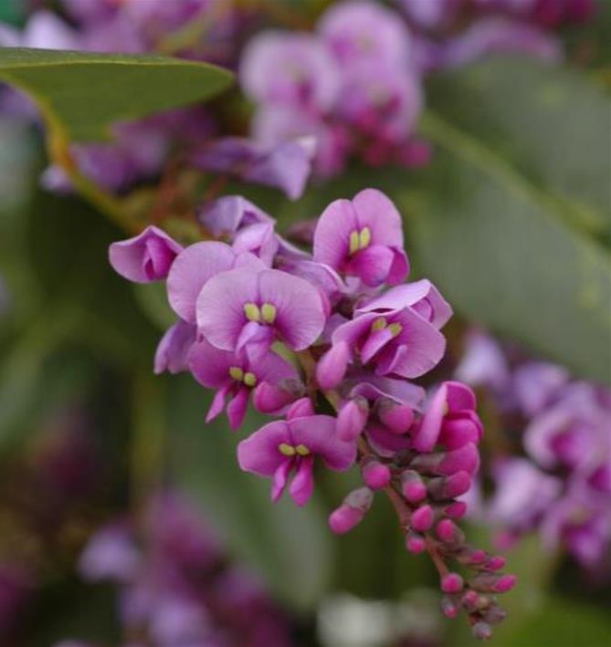Hardenbergia violacea Rosea - Wisteria Australiana Rosa, Salsaparilha Selvagem Rosa, Andarilho Rosa - Imagem 5