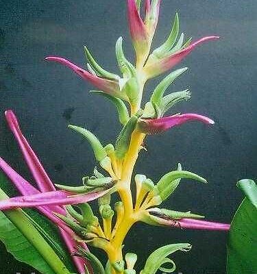 HELICONIA AEMYGDIANA - HELICONIA AEMYGDIANA