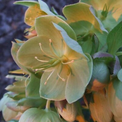 Helleborus argutifolius - Heléboro da Córsega, Rosa de Natal da Córsega, Flor de Cristo, Heléboro Folhas d