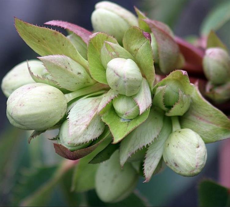 Helleborus argutifolius - Heléboro da Córsega, Rosa de Natal da Córsega, Flor de Cristo, Heléboro Folhas d - Imagem 2