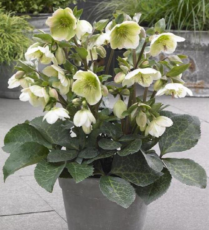 Helleborus argutifolius - Heléboro da Córsega, Rosa de Natal da Córsega, Flor de Cristo, Heléboro Folhas d - Imagem 3