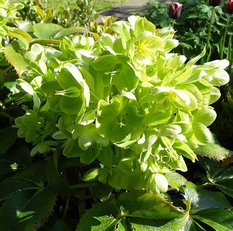 Helleborus argutifolius - Heléboro da Córsega, Rosa de Natal da Córsega, Flor de Cristo, Heléboro Folhas d - Imagem 4