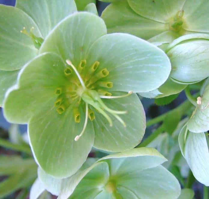 Helleborus argutifolius - Heléboro da Córsega, Rosa de Natal da Córsega, Flor de Cristo, Heléboro Folhas d - Imagem 5