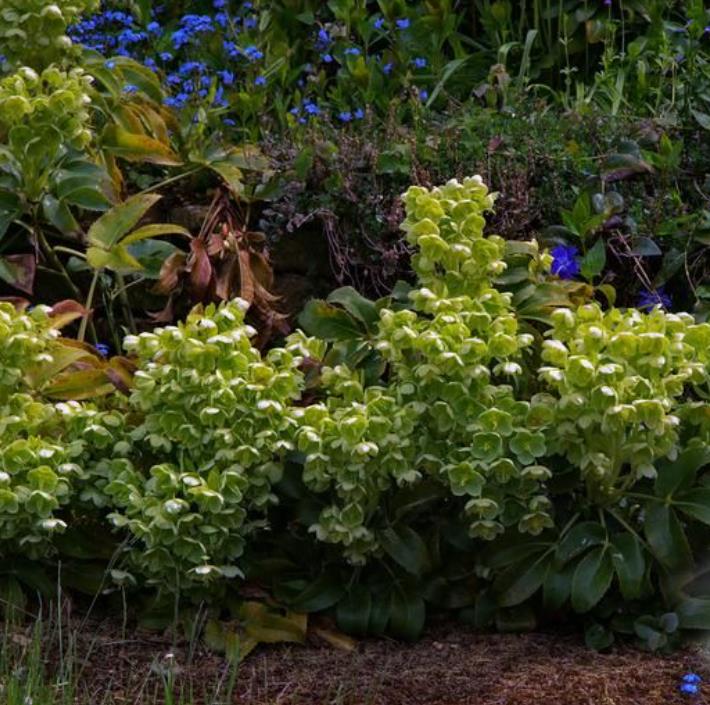Helleborus argutifolius - Heléboro da Córsega, Rosa de Natal da Córsega, Flor de Cristo, Heléboro Folhas d - Imagem 6