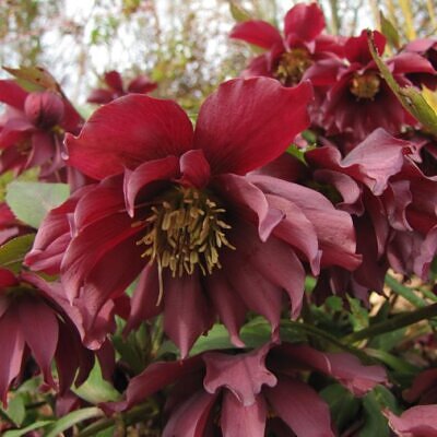 Helleborus x hybridus (Mix) - Rosa Quaresmal Mix, Flor de Cristo Mix, Rosa de Natal Mix, Heléboro Mix