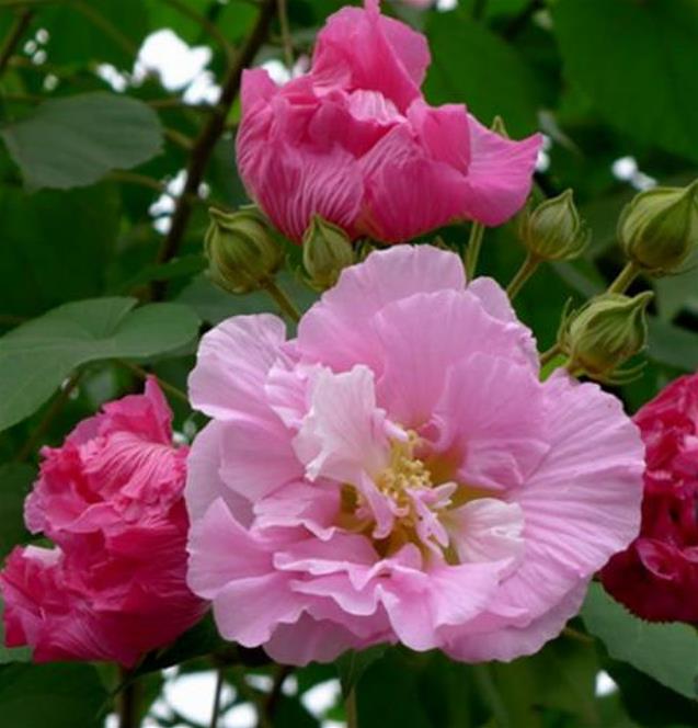 Hibiscus mutabilis - Rosa Confederada, Rosa Louca, Mimo de Vênus, Dixie Rosemalow - Imagem 2