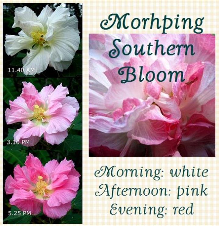Hibiscus mutabilis - Rosa Confederada, Rosa Louca, Mimo de Vênus, Dixie Rosemalow - Imagem 3