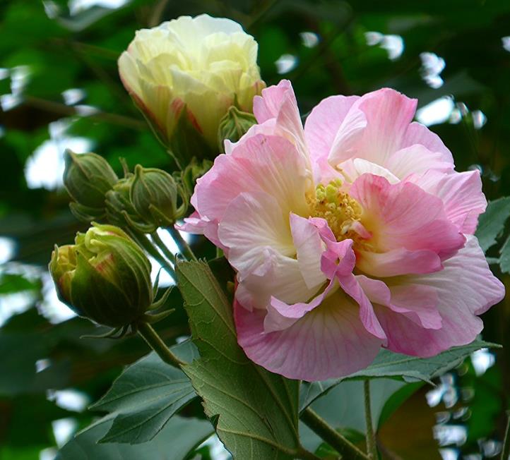 Hibiscus mutabilis - Rosa Confederada, Rosa Louca, Mimo de Vênus, Dixie Rosemalow - Imagem 4